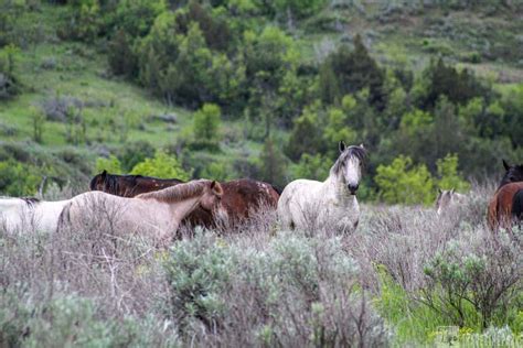 The Best Of Theodore Roosevelt National Park an Underrated Hidden Gem ...