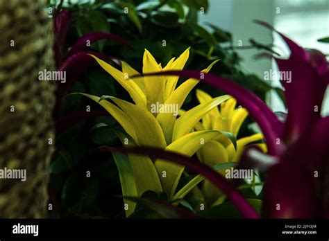 The Beautifuk Flowers And Trees In The Garden Stock Photo Alamy