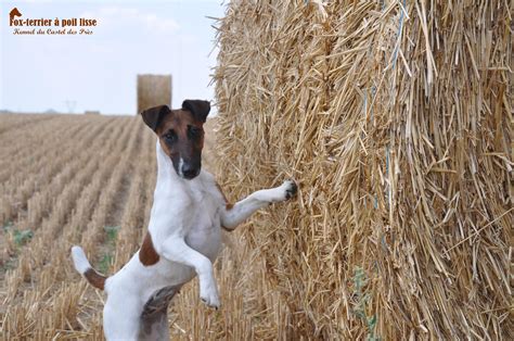 Chien Fox Terrier à Poil Lisse Caractéristiques Et Photos