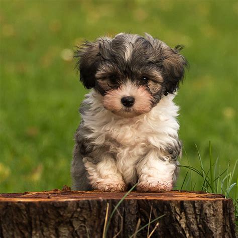 1 Havanese Puppies For Sale By Uptown Puppies