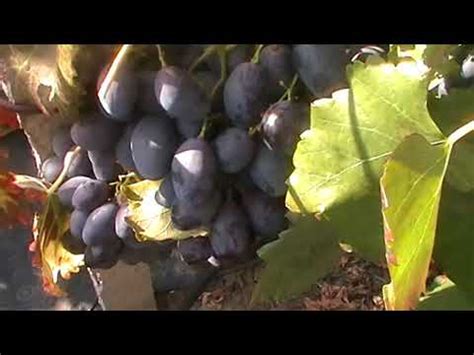 Сорт винограда "Фурор" - сезон 2017 - YouTube