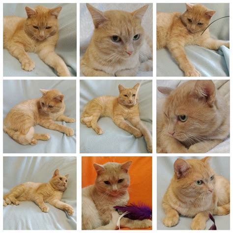 Зима близко... А теплый, согревающе-рыжий котик ещё ближе! ☺ Да наш ...