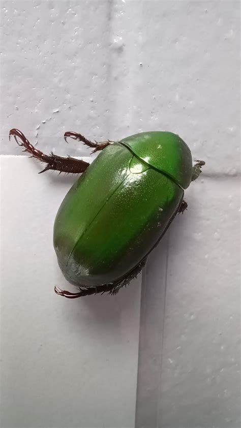 Shiny Green Beetle Rmacrophotography