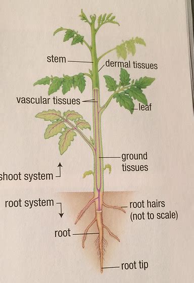 Vascular Plants Diagram