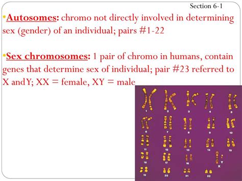 Ppt Chapter 6 Chromosomes And Cell Reproduction Powerpoint Presentation Id4818147