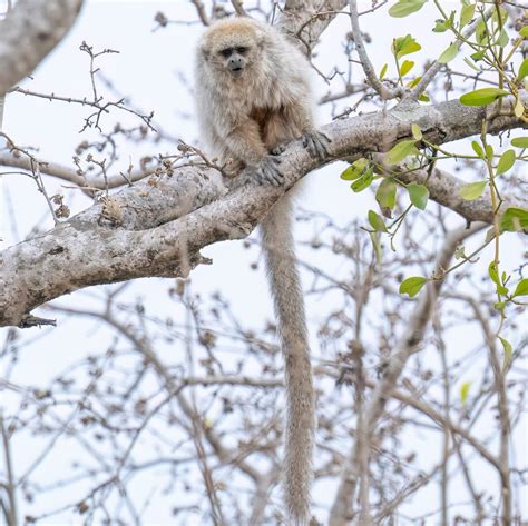 Common Monkey Species Found In Brazil Nature Blog Network