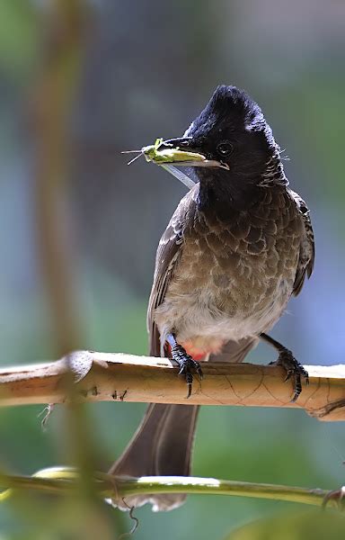 Red Vented Bulbul Project Noah