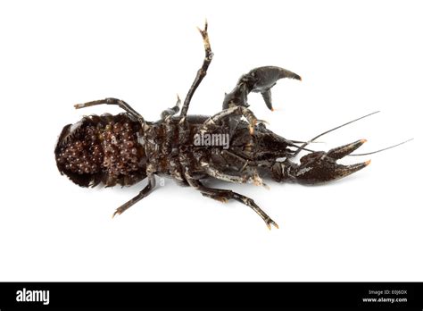 Spotted Atlantic Crayfish With Eggs On White Background Stock Photo Alamy