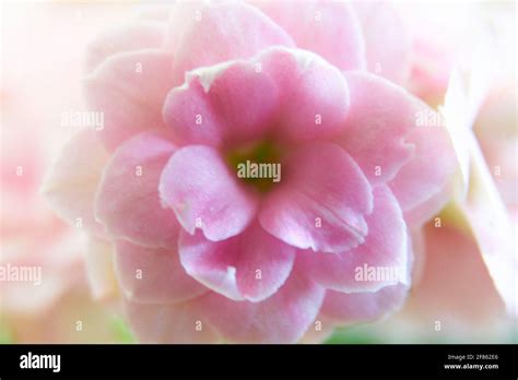 Lavender fields on Hvar Stock Photo - Alamy