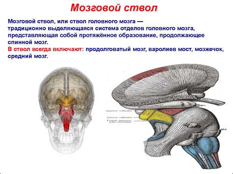 Физиология мозгового ствола. Продолговатый и средний мозг. Мозжечок ...