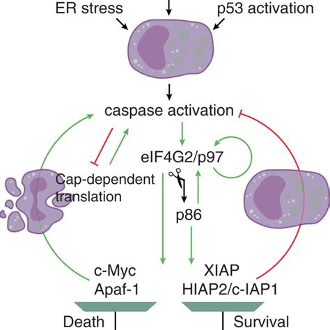 regulation  apoptosis  eifginitiated translation  positive