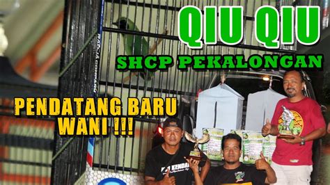 Pendatang Baru Qiu Qiu Debutan SCHP Bisa Mengimbangi Persaingan Di