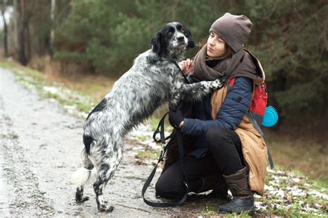 Tanita Sunia W Typie Setera Angielskiego Szuka Domu Czechowice