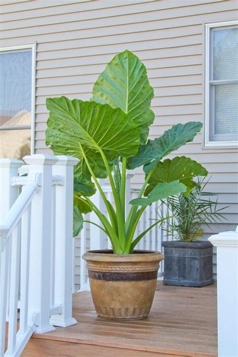 Alocasia Borneo Giant Elephant Ear Live Tropical Plant Air Atelier