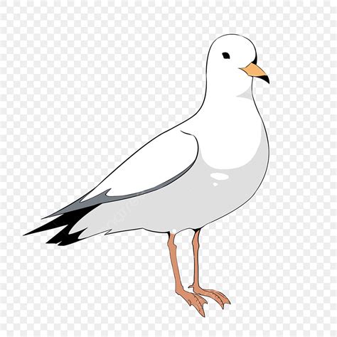 Seagul Clipart PNG Images, Standing Seagull Clipart, Bird, White ...