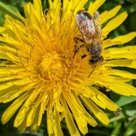 Fat Huge Boobs Mature BBW Masturbating XHamster