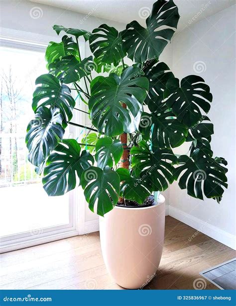 A Big Monstera Leaf in the Corner of the Living Room Stock Image