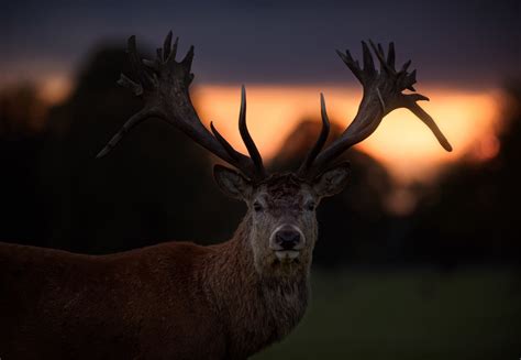 Deer Hd Wallpaper Background Image 2560x1600 Riset