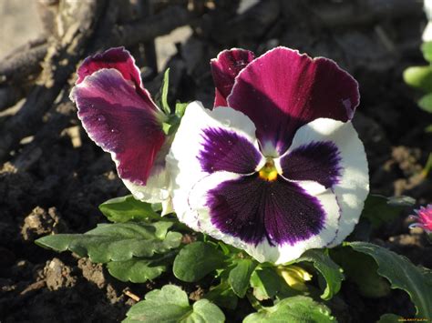 Обои Цветы Анютины глазки (садовые фиалки), обои для рабочего стола ...