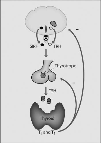 Hypothalamic Pituitary Thyroid Axis Diagram