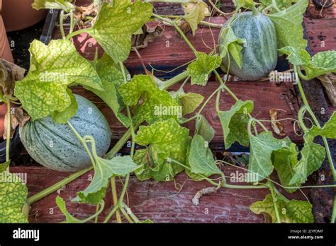 Homegrown Emir F1 Melons Cucumis Melo Growing On A Shelf In A