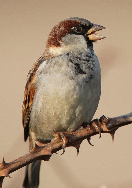 Why Do Birds Chirp So Early In The Morning Merzouga Birding