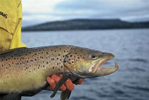 Lake Crescent Big Brown Trout