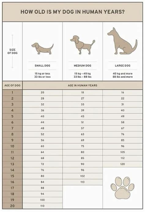 dog age chart      pup   dog age chart dog