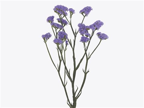 Limonium — rubric on the Global Flowers Club