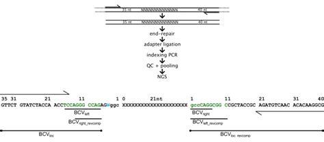 Isolation Of Next Generation Gene Therapy Vectors Through Engineering