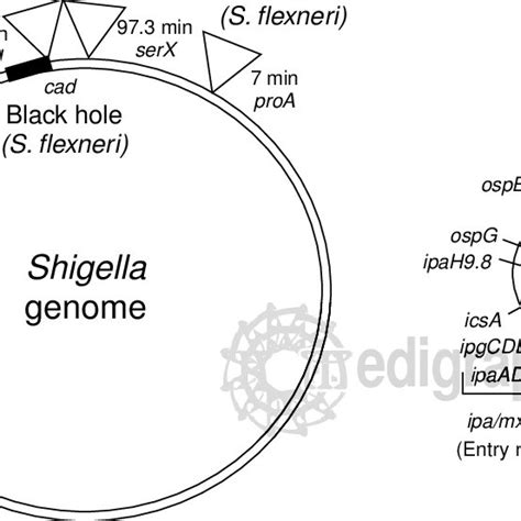 Schematic Representation Of The Key Elements In The Shigella Virulence Download Scientific