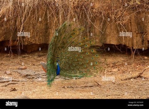 The Stunning Wildlife Of Ranthambore National Park India Stock Photo