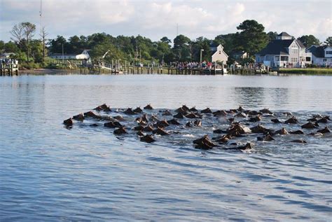 Events Archive - Chincoteague