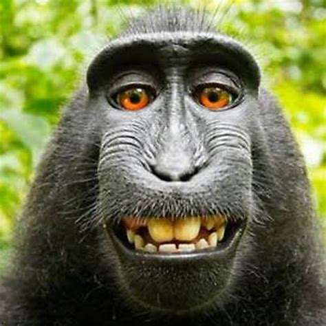 A Selfie Do Macaco Da Espécie Macaca Nigra 11062019 Bbc Brasil