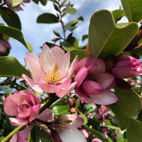 Magnolia Fairy Blush Fairy Magnolia Uploaded By Tesselaarplants