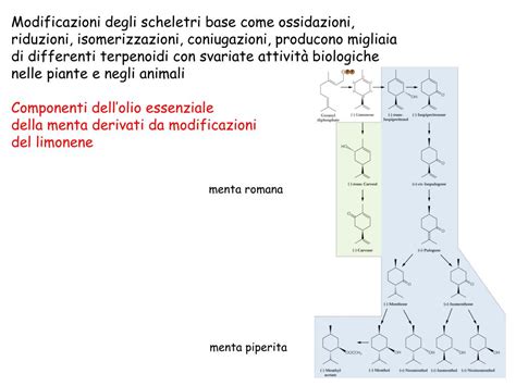 Ppt I Metaboliti Secondari Delle Piante Powerpoint Presentation Free