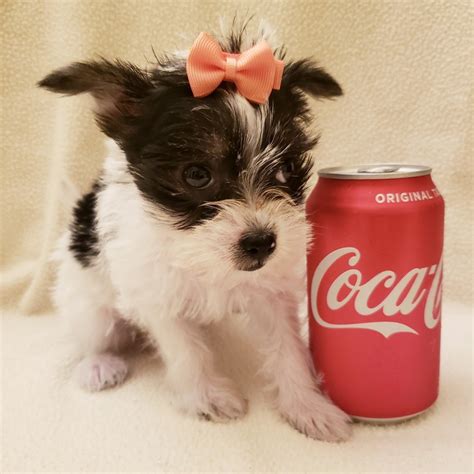 Chinese Crested Dog Puppies For Sale | Fairhope, AL #332031