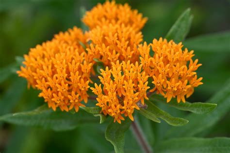 Butterfly Weed Mississippi Watershed Management Organization Flickr