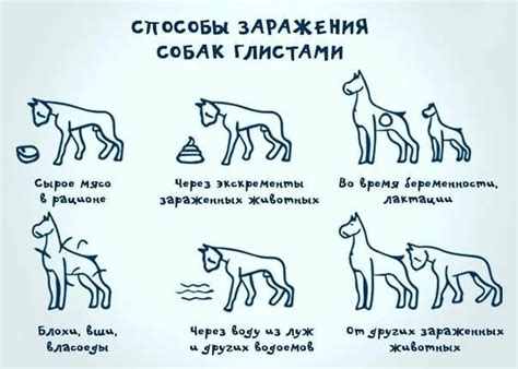 Правильная частота глистогонки собак и щенков в домашних условиях