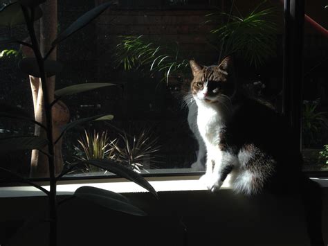 The Cost of Cat Euthanasia: What to Expect - Tcrascolorado