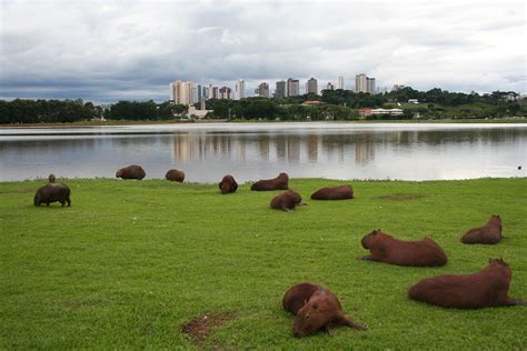 Best Curitiba Brazil Images On Pholder City Porn Architecture Porn And Bizarrebuildings