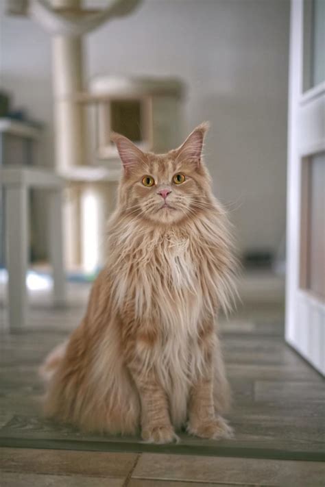All About The Magnificent Maine Coon Hubpages