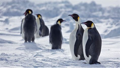 Emperor penguins, recommended as threatened species under Endangered