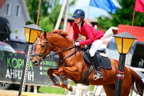 К продаже предлагается: • Арт. 1646 • Кобыла буденновской породы • 2015 ...