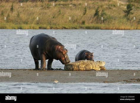 Hippopotamus Amphibius Africa Stock Photo Alamy
