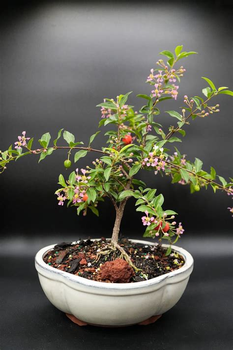 Dwarf Mini Weeping Cherry Bonsai Tree That Flowers 3x A Year And Fruits