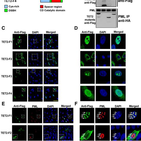 TET2 promotes DNA 5hmC modification in response to chemotherapeutic ...