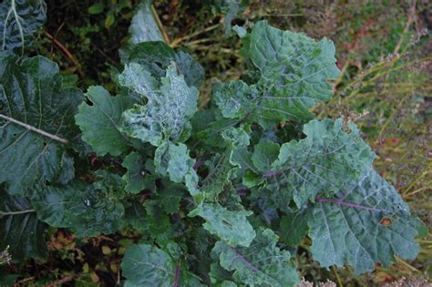 Perennial Kale (Perennial Vegetables forum at permies)
