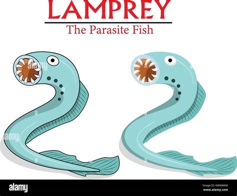 Sea Lamprey Stock Photos And Sea Lamprey Stock Images Alamy