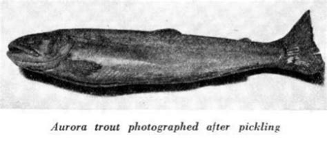 Original Story of the discovery of the Aurora Trout! (1925 Field and Steam)